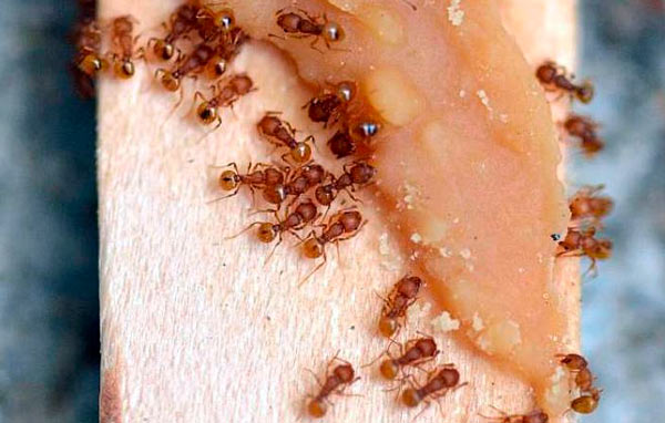 control de plagas de hormigas
