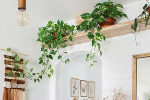 Decora tu hogar con plantas trepadoras