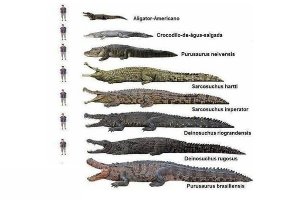 evolución de los cocodrilos